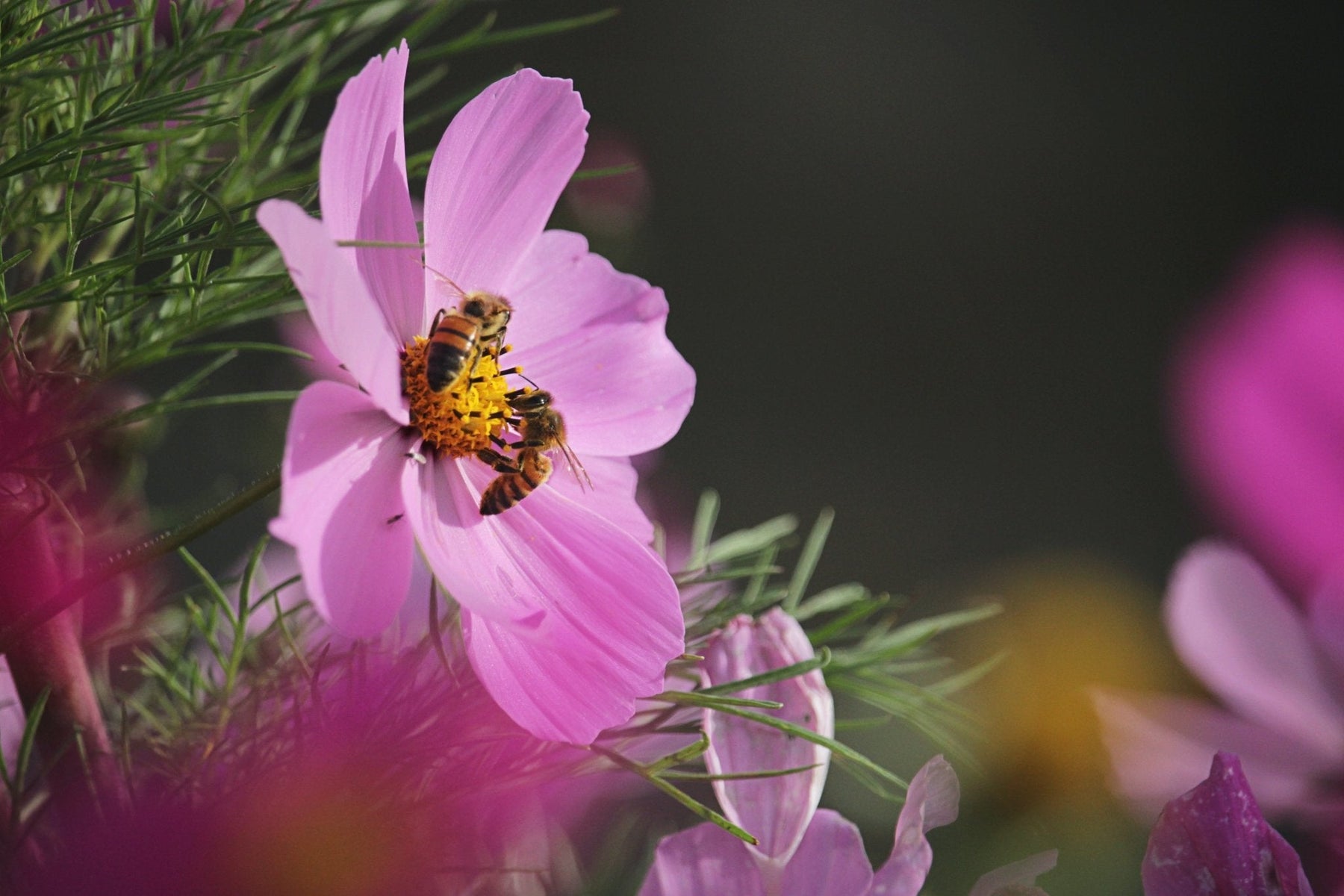 Honeybees 8 Things To Know - organicfair.com