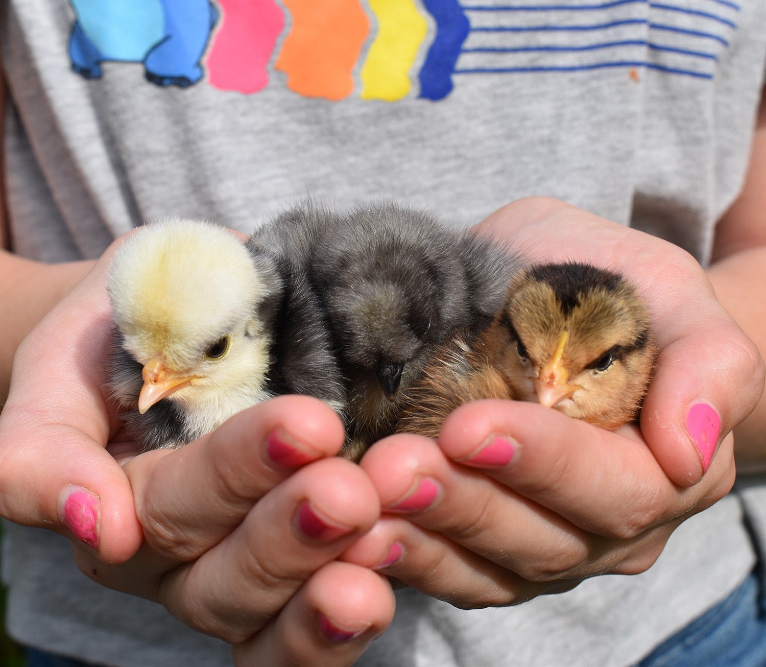 Three heritage baby chicks in a childs hands - organicfair.com