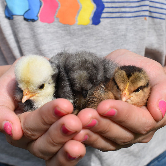 Three heritage baby chicks in a childs hands - organicfair.com