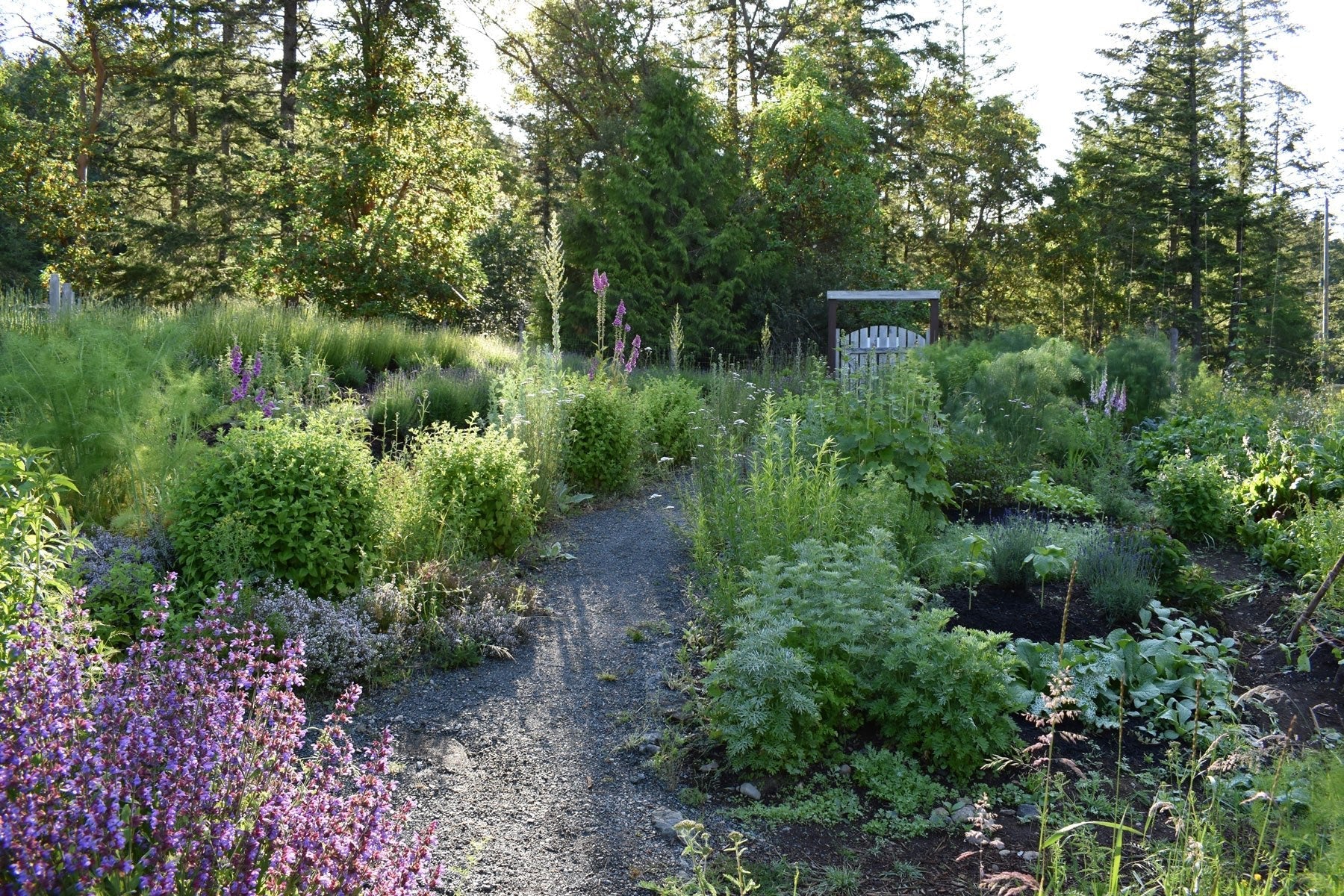 Permaculture garden in spring with flowering herbs and aromatics