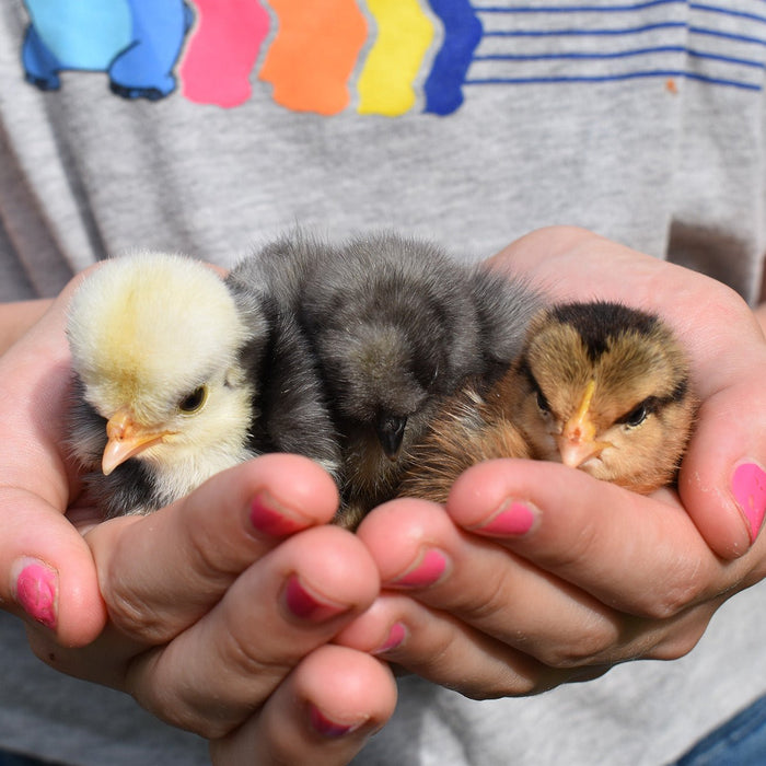 Our Heritage Chicks Have Arrived! - organicfair.com