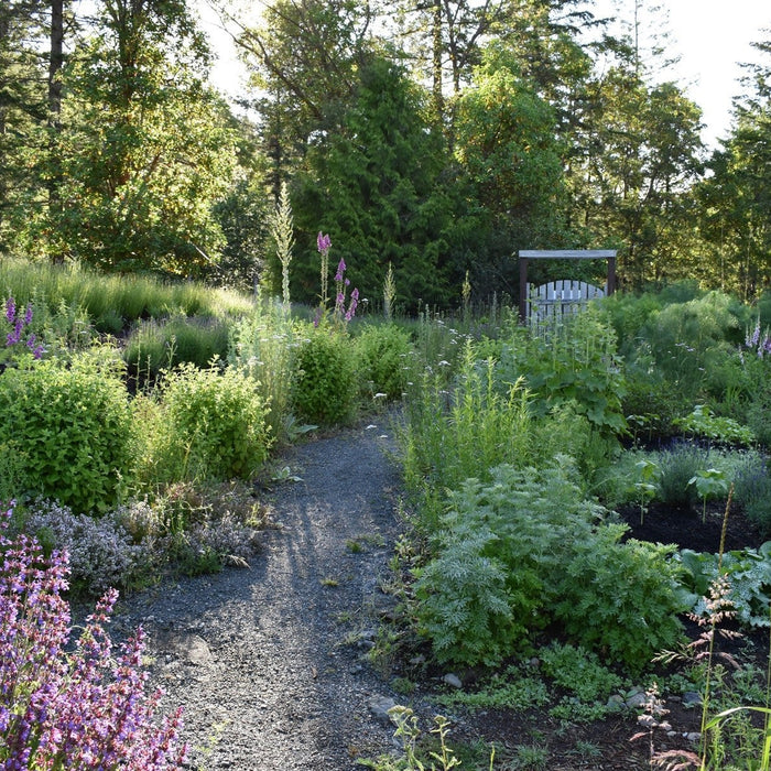 Permaculture garden in spring with flowering herbs and aromatics