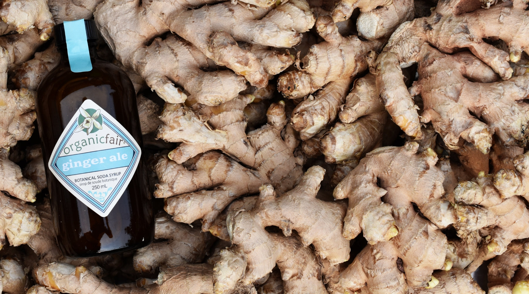 organicfair Ginger Ale Soda Syrup bottle positioned left among fresh ginger root, cap seal visible, homepage hero banner